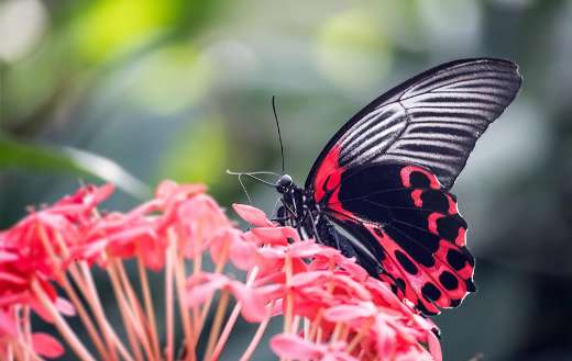 Scarlet mormon butterfly in flower puzzle
