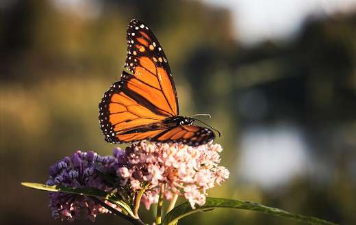 Summer butterfly resting