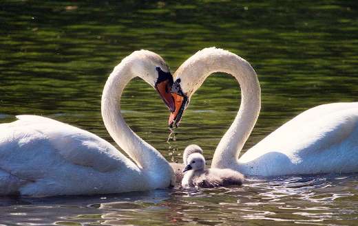 Swan family love lake online