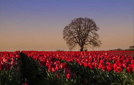 Tulips field with one tree puzzle