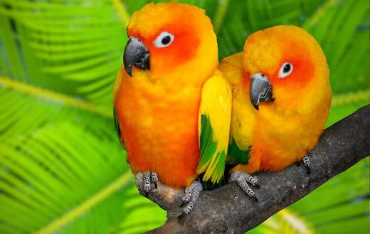 Two cute birds online