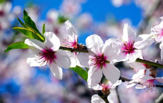 White cherry blossom