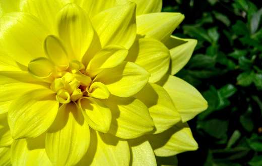 Yellow dahlia flower online