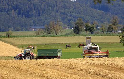 Agriculture barley field farm horses tractor