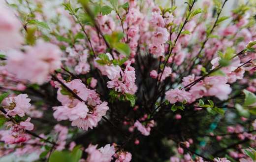 Blooming tree branches on spring day