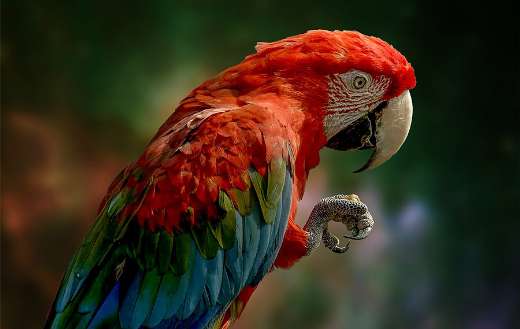 Colorful parrot bird online