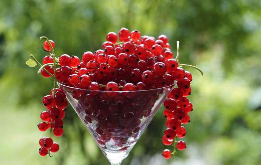 Currants beries fruits online