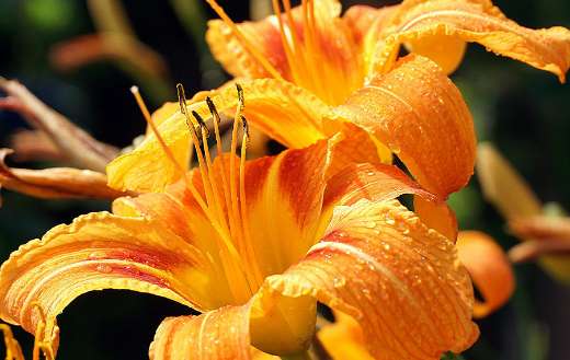 Dewdrops orange lilies petals online