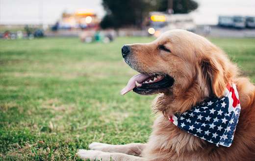 Dogs with american tie