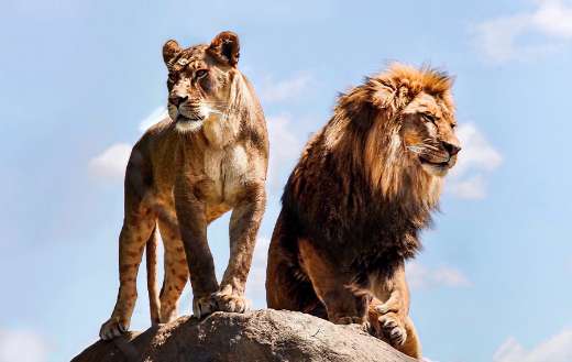 East african lions online