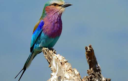 Free range collector birds online