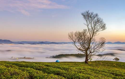 Morning fog beautiful scenery online