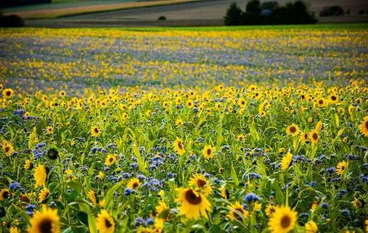 Nature field sunflowers phacelia puzzle