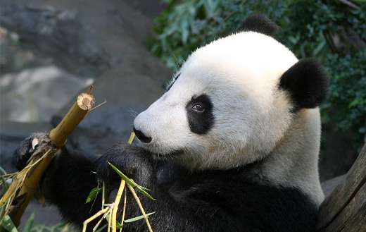 Panda nature sugarcane