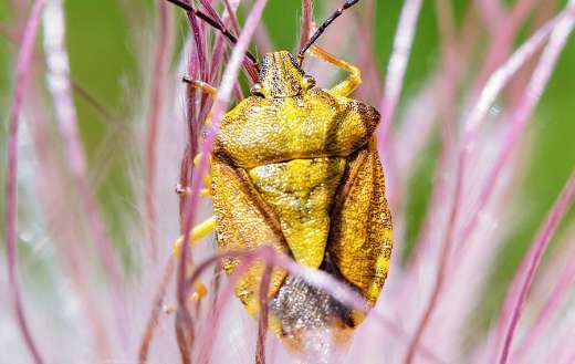 Shield stink plant bug insect