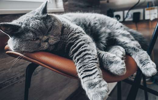 Snapshot cat sleeping puzzle