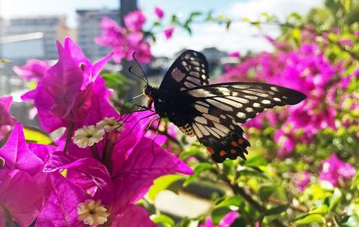 Swallowtails butterfly in the flowers puzzle