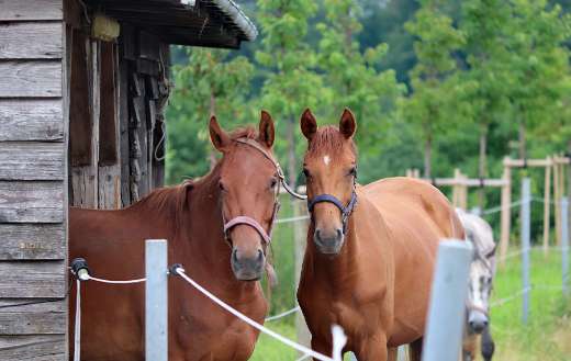 Two horses stable shelter puzzle