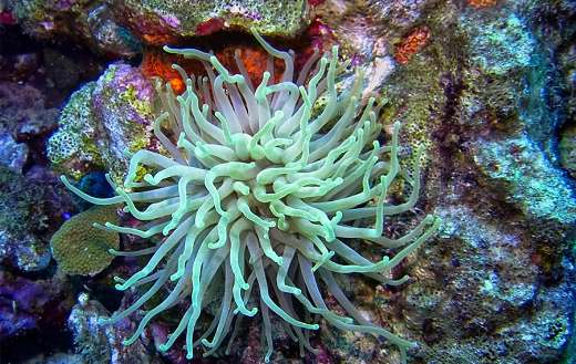 Under sea shoal online