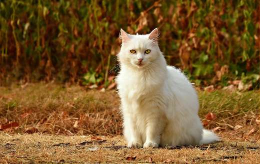 White hairy cat online