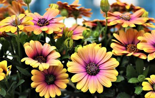 African daisies flowers with yellow petals
