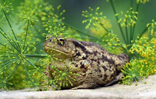 Amphibian toad animal frog online