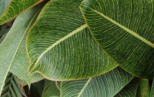 Close up photograghy of green leaves