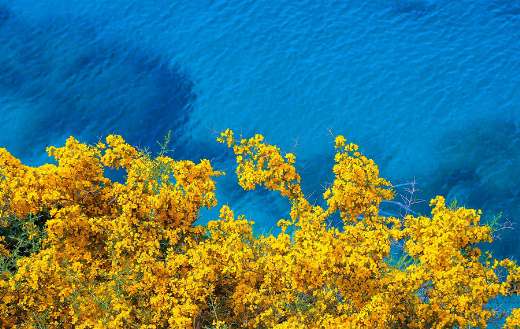 Coast sea yellow flower bloom online