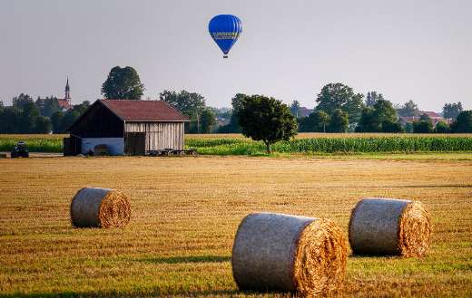 Cornfield farm online
