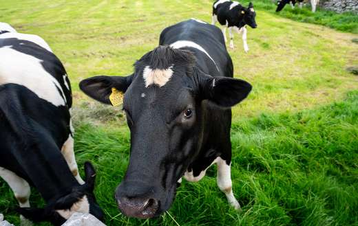 Cow cattle farm online