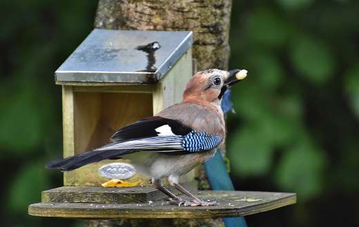 Eurasian jay bird puzzle