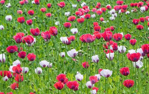 Field of poppies flowers online