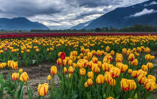Field of yellow and red tulips online