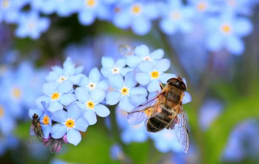 Forget me not hoverfly fly puzzle