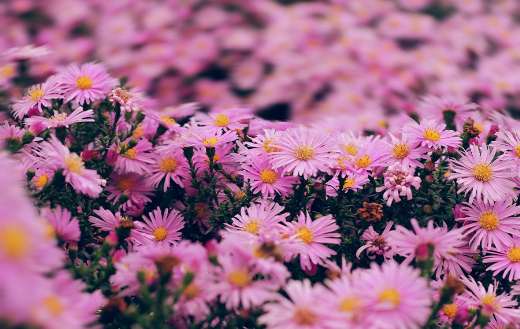 Garden with pink petals flowers puzzle