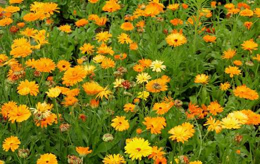 Garden yellow marigolds flowers