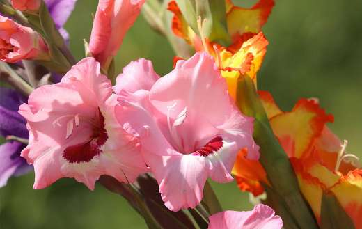 Gladiolus flowers online