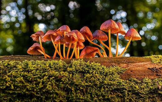 Mushrooms fungus toadstool agaric puzzle