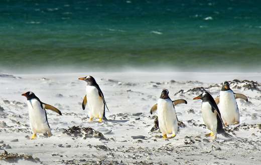 Ocean penguins colony
