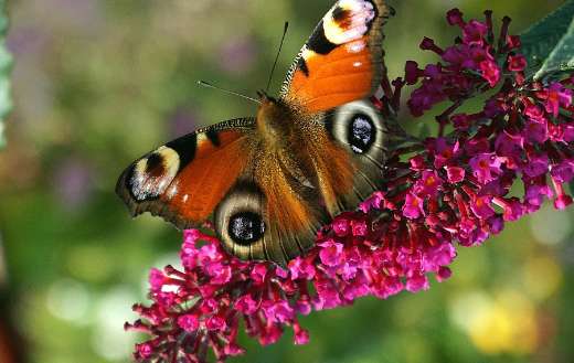 Painted peacock butterfly flower