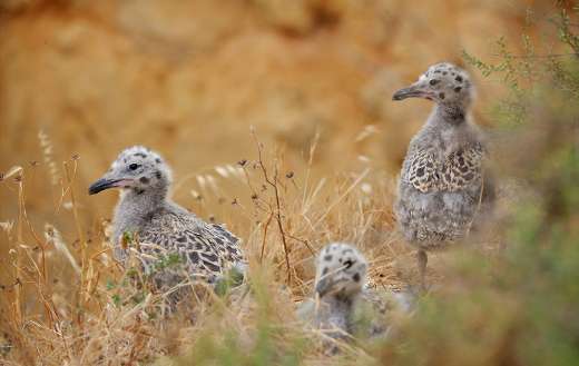 Seagull chicks baby young birds puzzle