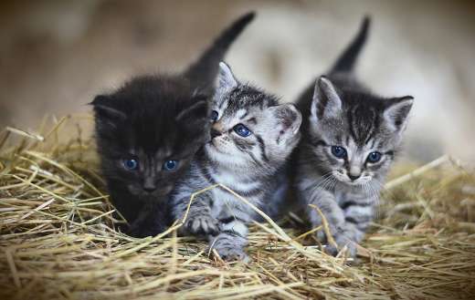 Three fur kittens puzzle