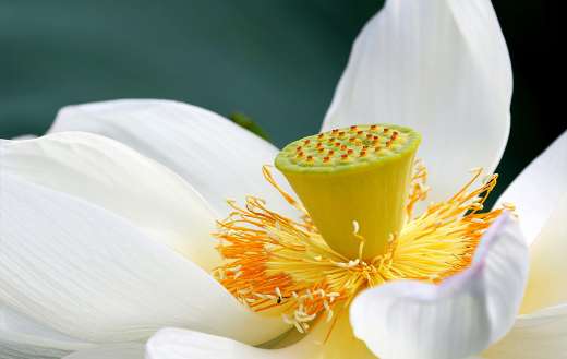 White lotus flower online