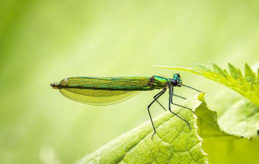 Winged insect banded demoiselle damselfly