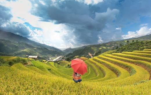 Woman under umbrella on the rice field