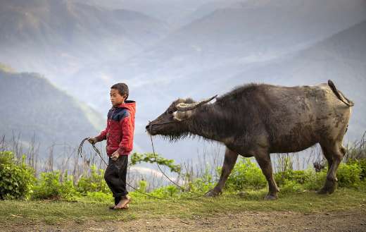Young boy with buffalo herder