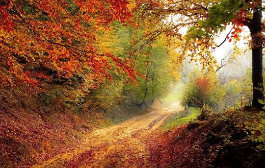 Road forest season puzzle