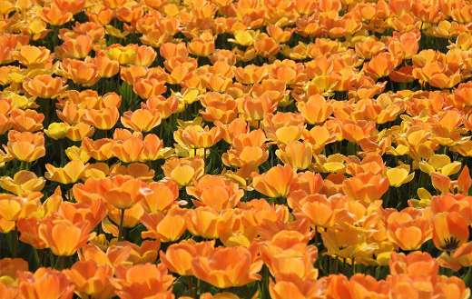 Blossom flowers field of tulips