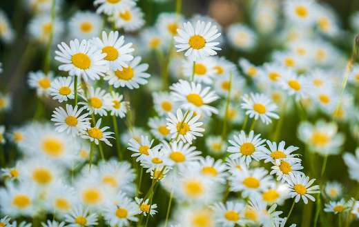 Common white daisies flowers