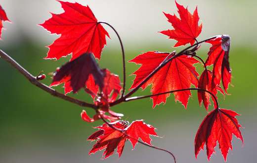 Fall autumn maple leaves